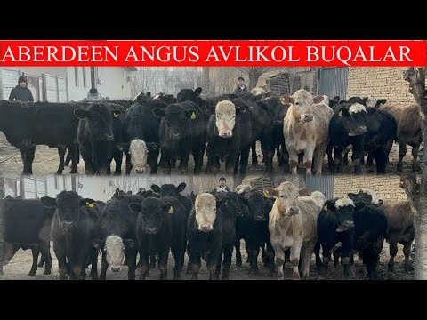ABERDEEN ANGUS AVLIKOL BUQALAR KELDI,JUDAHAM BAQUVVAT BUQALAR EKAN