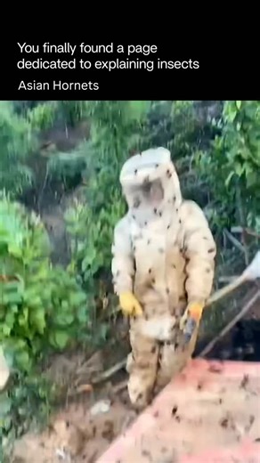 Explaining Insects 🦋 on Instagram: "Asian hornets are large predatory wasps native to Southeast Asia, best known for their impact on honeybee populations and their rapid spread in parts of Europe. Scientifically called Vespa velutina, they are highly efficient hunters. They often hover near beehives and pick off bees mid-air, which can severely weaken or collapse entire colonies. They build large paper nests, usually high in trees, on buildings, or in sheltered urban areas. A single nest can co