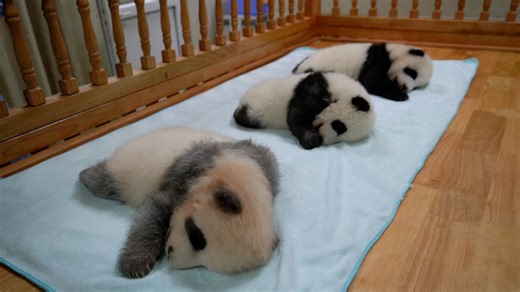When Chen Feng, Cheng Lang and Ji Xiao were still panda cubs, they seemed to wear gradient fur coats when lying in a row. #panda #PandaFun #ChengduPandaBase #HiPanda For more panda information, please check out: https://en.ipanda.com | iPanda