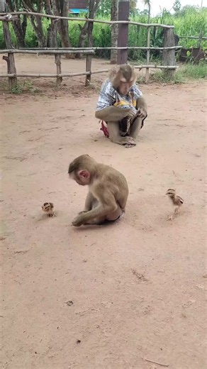 Mr. Monkey & Baby Monkey Playing With Cute Chicks ❤️🐒🐵🐤 | #MrMonkey #BabyMonkey #BabyChicks #CuteAnimals #FYP