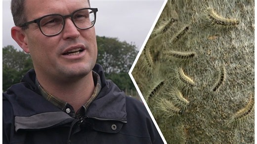 Minister reagerer på 'larven fra helvede': Råd at hente for kommunerne, hvis larven kommer