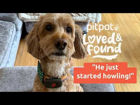 Zero Recall. Full Volume | Cockapoo Oakley's unusual talent