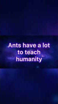 Ants are intelligent and follow LAW, let's learn from them
