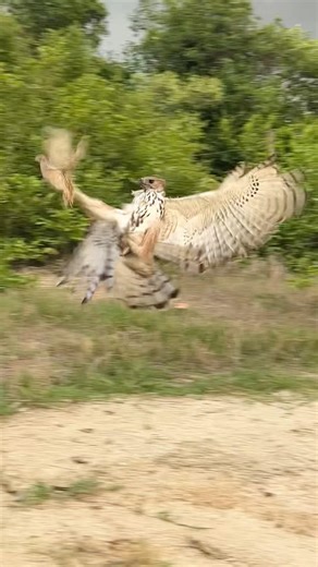 Eagles hunt bird of prey #wildlife #eagle