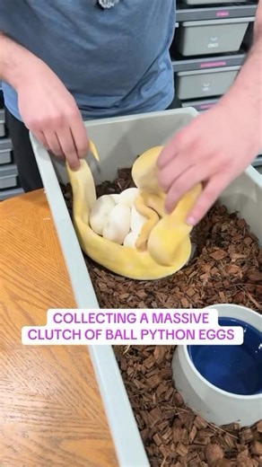 Collecting a MASSIVE Clutch of Ball Python Eggs😍🔥🐍