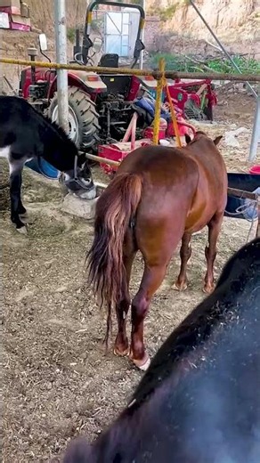 Funniest Donkey Ever Donkey Training the fun way 177