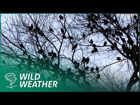 The Mystery of Birds Falling from the Sky - The Beebe Bird Apocalypse Explained