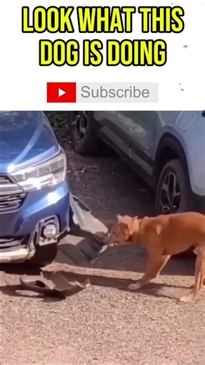 He ripped the bumper off for THIS? #dog #funny #mouse