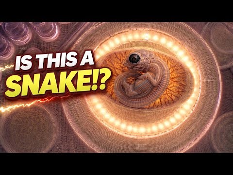 🐍 47-Day Embryo Development Inside the Egg