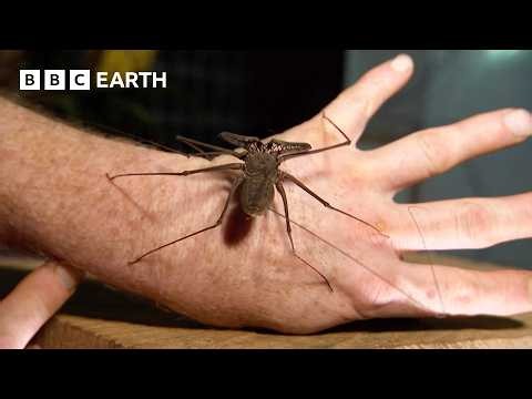 "The Ultimate Animal For Hunting in the Dark" | Expedition Guyana | BBC Earth