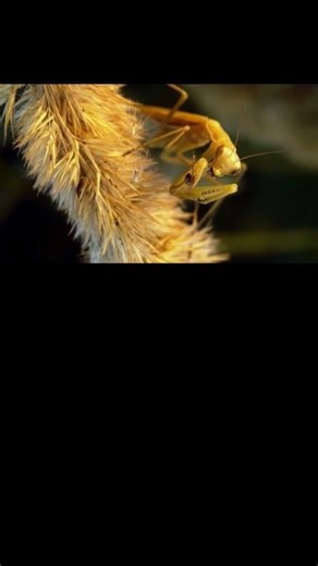 A praying mantis perched on a stake, eating a spider. #insects #nature #wildlife