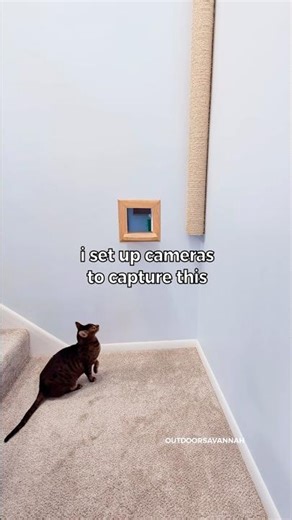 She's so proud of herself 😊 knows I love watching her #cat