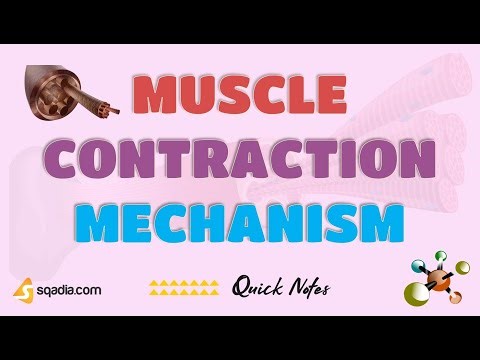 Muscle Contraction Mechanism | Myofilaments