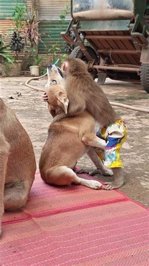 monkey very happy #monkey #animals #cute #monkeychallenge #babymonkey #entertaininganimals