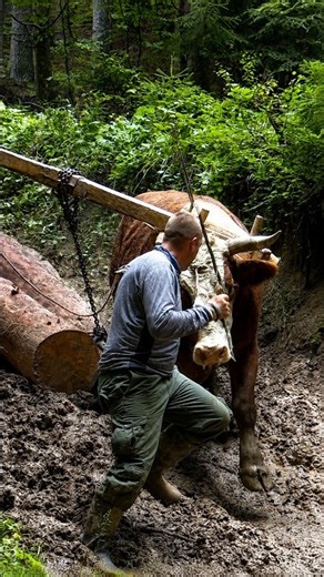 Extreme situations ​#Logging #Oxen #woodworking #teamwork #bull #cow #mountains #shorts