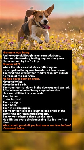He Spent 9 Years in a Cage. Watch His Face the First Time He Ran Free.