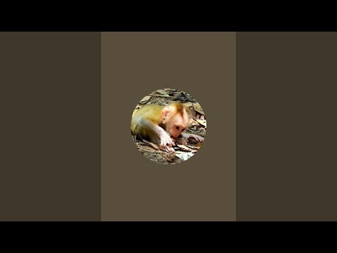 Monkey SR is live