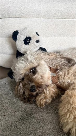 Panda part 2 because once wasn’t enough 🐼🐾#doodledog #povdog #sideeye #favoritetoy #cockapoo