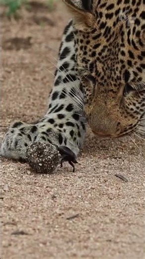 Curious Leopard Stops to Watch a Tiny Dung Beetle