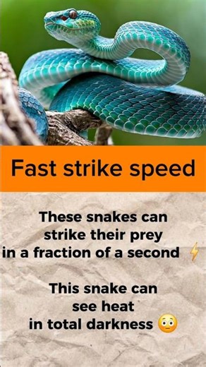 Fastest Snake Attack Ever ⚡