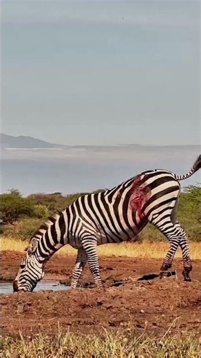 A Tough Day in the Wild for This Zebra 💔🦓