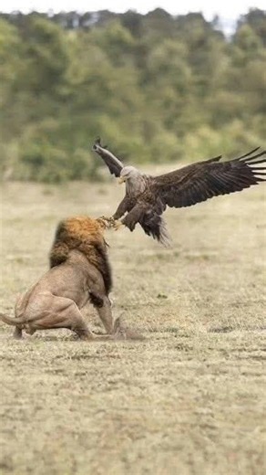 Vulture Never Escape This From a Lion By info fact News