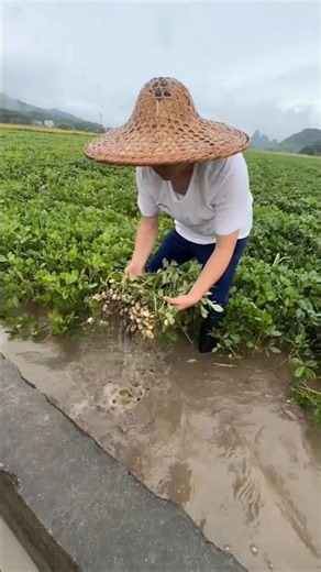 Harvesting Peanuts from Waterlogged Fields after Heavy Rain | Amazing peanut 🥜🥜 #peanut #farming
