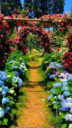 Exploring a Stunning Rose Garden 🌹 Nature’s Most Beautiful Flowers