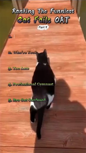 Ranking The FUNNIEST Cat Fails OAT 😹 | part 9