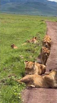 One of The Largest Pride Lion Family in Serengeti National Park
