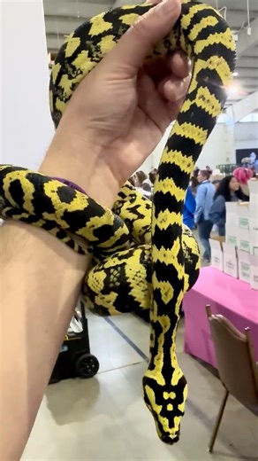Scattershot Line Jungle Carpet Python owned by Bmore Exotics