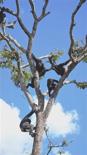 Did You Know? Chimpanzees Are Passionate Fruit Lovers! #chimpanzee #visituganda
