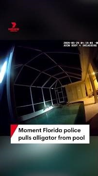 Moment Florida police pulls alligator from pool