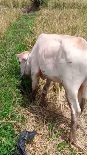 cows eating grass in the rice fields #cow #sapilucu #animals #hewan #animal #sapi