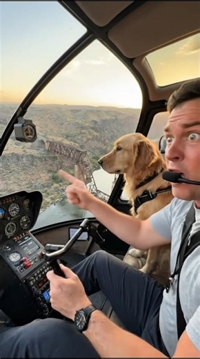 Millo Save Passenger in Train #rescue #save #dog #goldenretriever