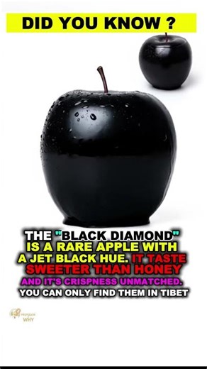 The Black Diamond Apple: A Jet-Black Fruit So Sweet and Crisp It Grows Only in Tibet 🍎🖤 #blackapple