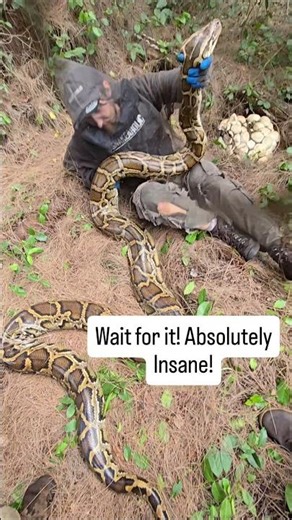 CRAZIEST VIDEO I'VE EVER TAKEN! #python #snake #wildlife #florida #nature