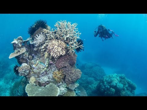 New study finds one-third of Great Barrier Reef could survive climate change
