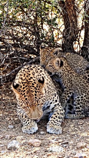 🐆 Adorable Leopard Cub With Mother #shorts