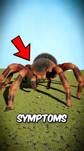 The Truth About Spider Bites 🕷️😱