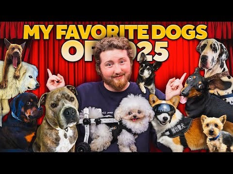 My Favorite Dogs Of 2025