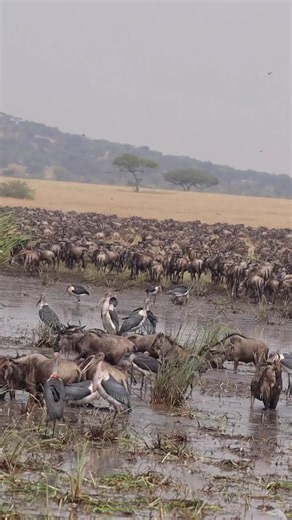 🌍 THE GREAT MIGRATION — LIFE IN EVERY STEP! 🐃🔥 Thousands of wildebeest moving together through the waters of Serengeti National Park, creating a breathtaking scene where the land, water, and wildlife become one. Among the moving herds, Marabou Storks and Yellow-billed Storks walk alongside them, turning this water pool into a living theatre of the wild. 🐃🦅💦 No script. No second take. Just Africa unfolding before our eyes. 🌍❤️ 📍 Serengeti National Park, Tanzania 🇹🇿 🦁 Bush Windows Tours