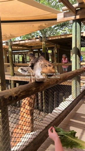 📍Brevard Zoo is the best zoo❤️ #melbourneflorida #brevardcountyzoo #buyticketsnow #thingstodoinmelbournefl