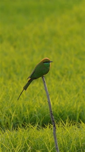 The Most Beautiful Bee-Eater Bird in Action! 🐝🐦 #shorts