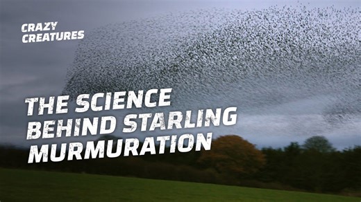 The mystery behind starling murmurations