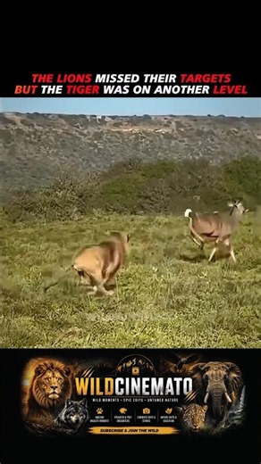 Lions Missed… But the Tiger Got It FIRST TRY🦁🐅| #WildCinemato #Tiger #Lion #TigerPower #Wildlife