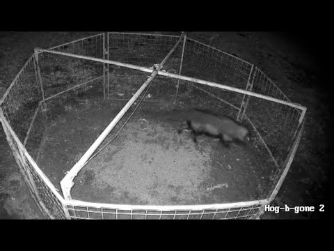 Trapped several more large wild boar hogs🐗!! Rare sighting of an eagle #hogs #trapped #pig #hunting