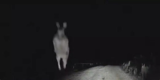 I tried to take these cryptid sightings seriously