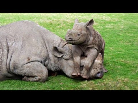 Cute Baby Rhino Videos That Will Brighten Your Day 🌞🤣 New Funny Baby Animals Videos