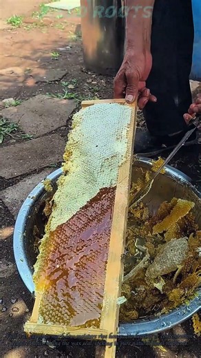 Cut Capped Honeycomb to Harvest Fully Ripened Raw Wild Honey